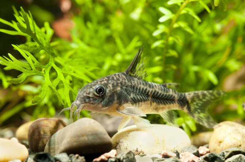 The Best SnailEating Fish For Your Aquarium