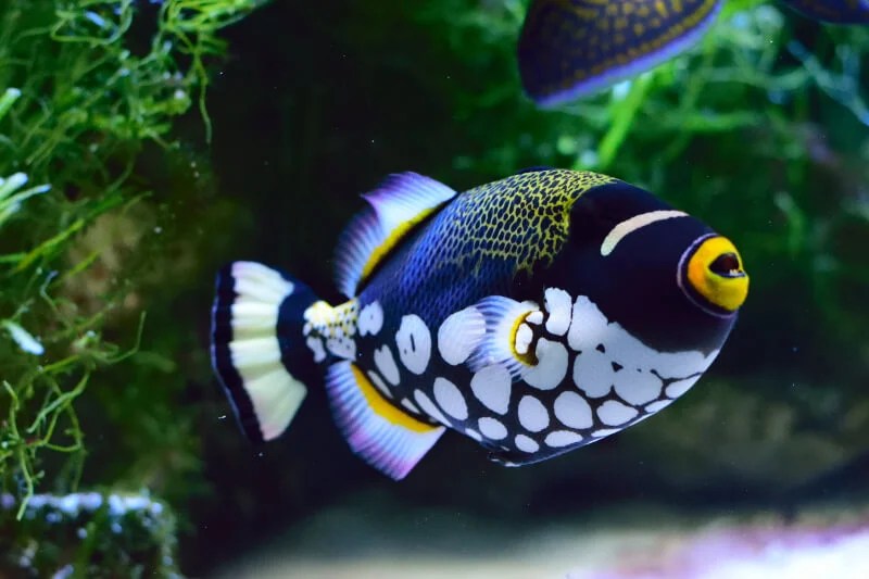 Clown Triggerfish 101 Diet, Tank Size, Care Tips and Mates