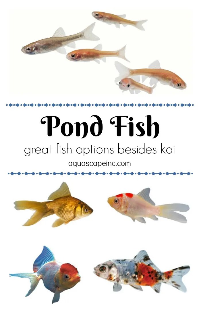 Pond Fish Types