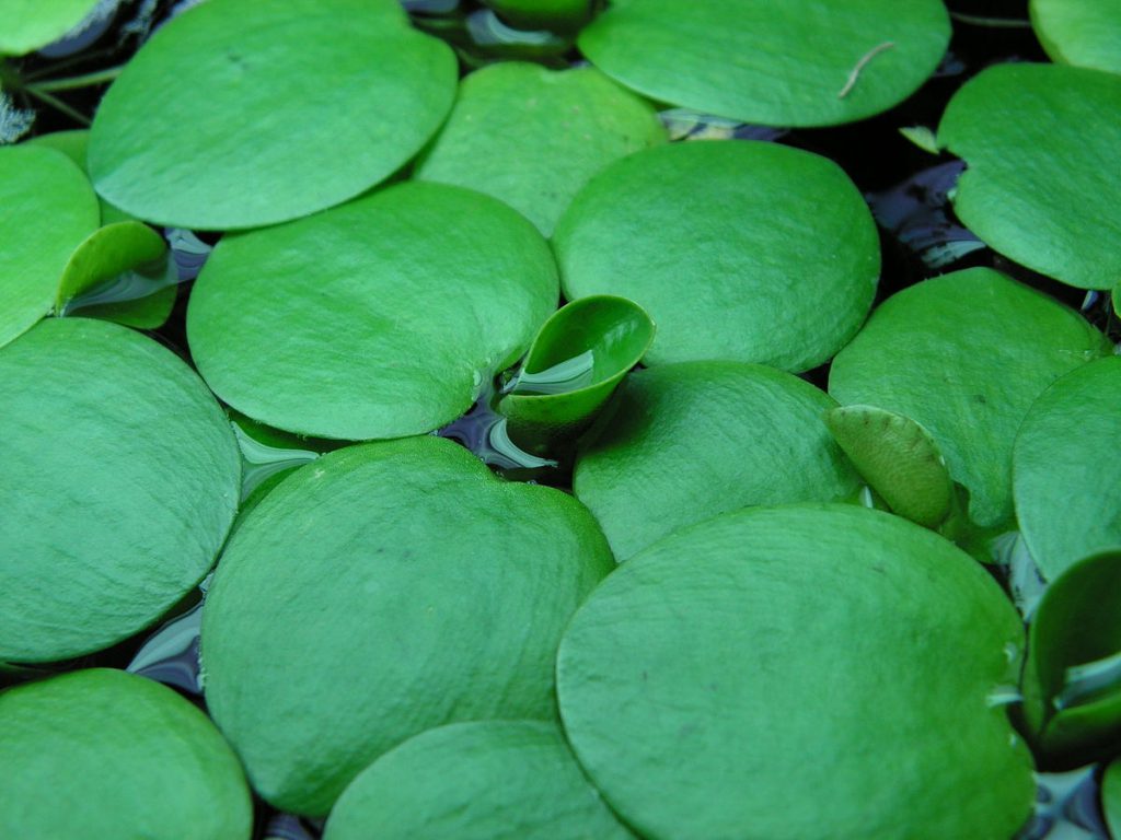 Amazon Frogbit (Limnobium laevigatum) AquaSnails