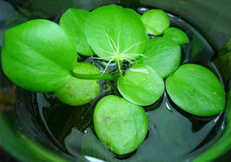 Amazon Frogbit (Limnobium laevigatum) AquaSnails