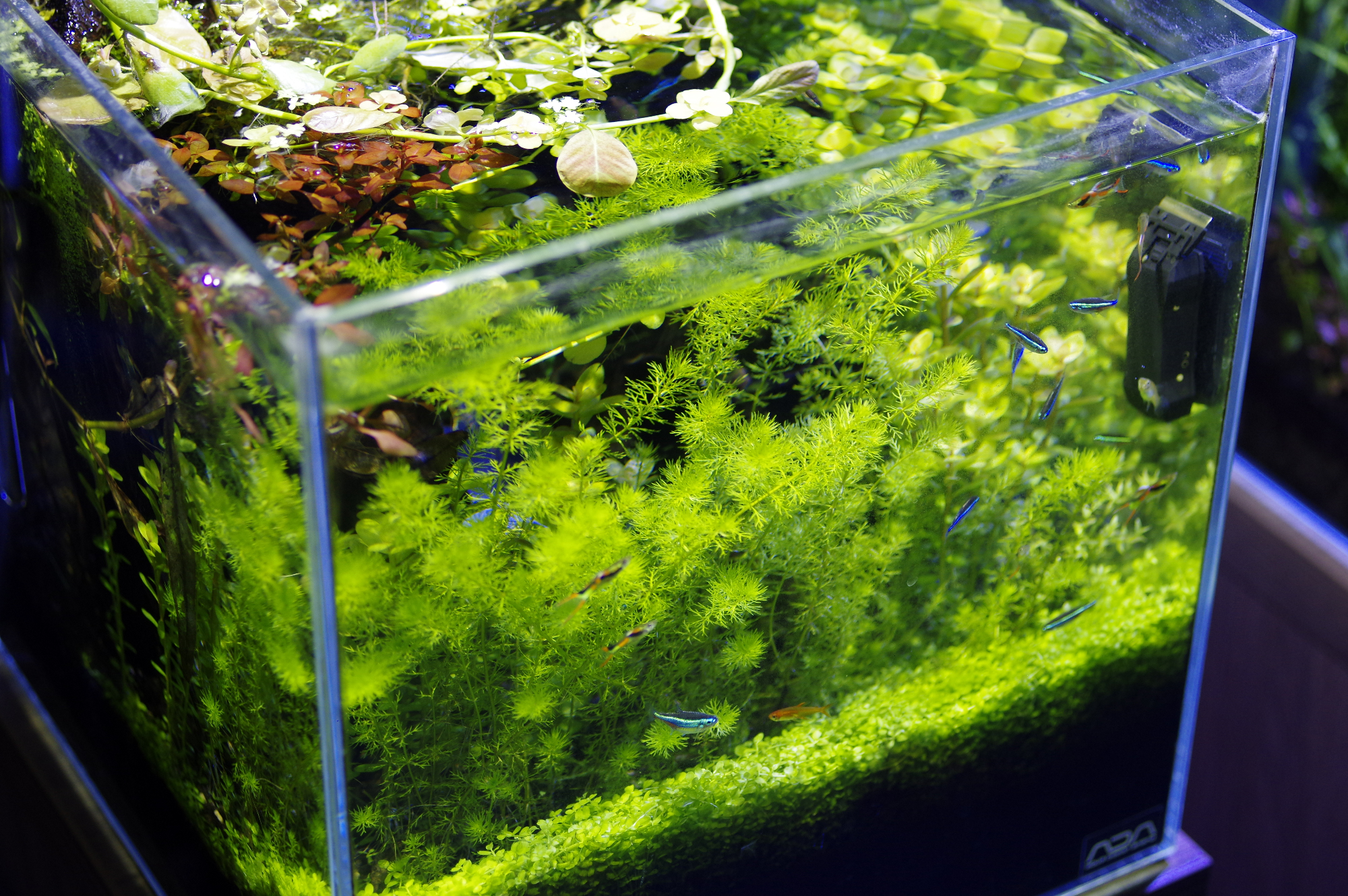 Aquatic Design Centre
