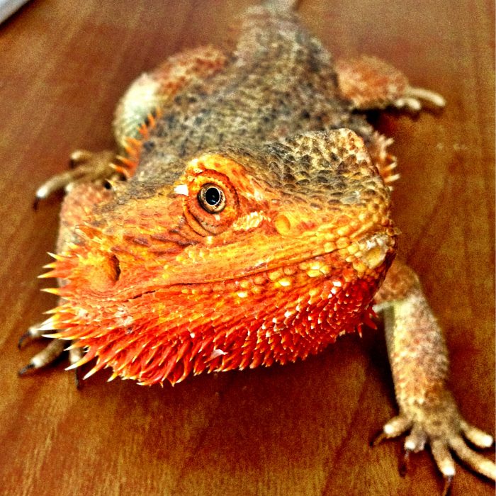 Reptiles Aquatic Finatic pet shop aquariums North Yorkshire