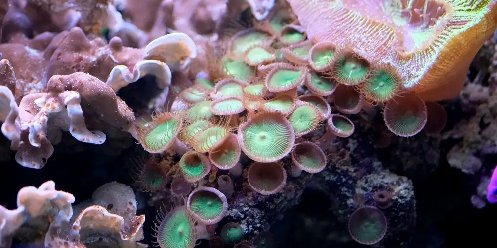 All About Algae Aquatic Live Food Aqua Cultured Aquarium Foods