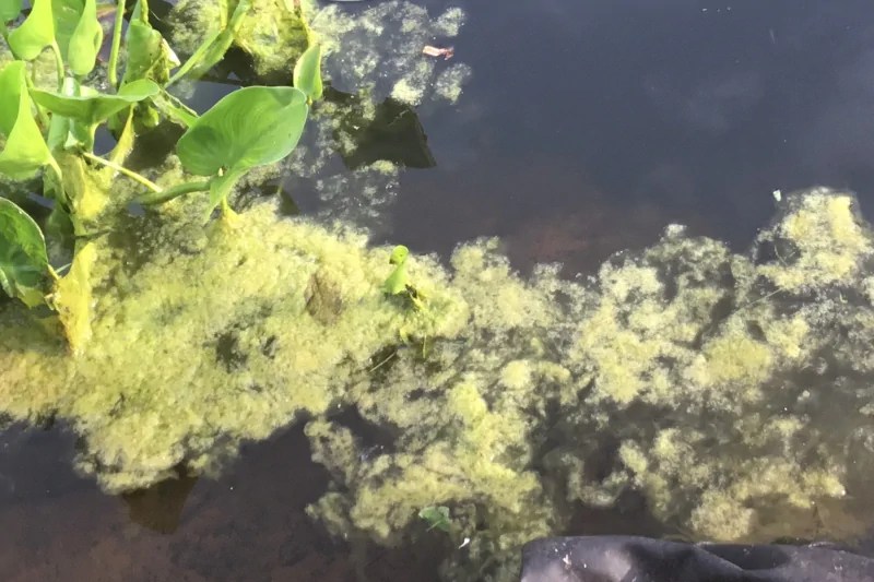 My pond is full of algae. What shall I do? Aquatic Plants Nursery