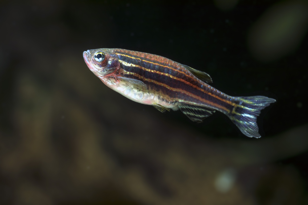 Caring For Zebra Danios Lifespan, Size, Mating & More Aquatics World