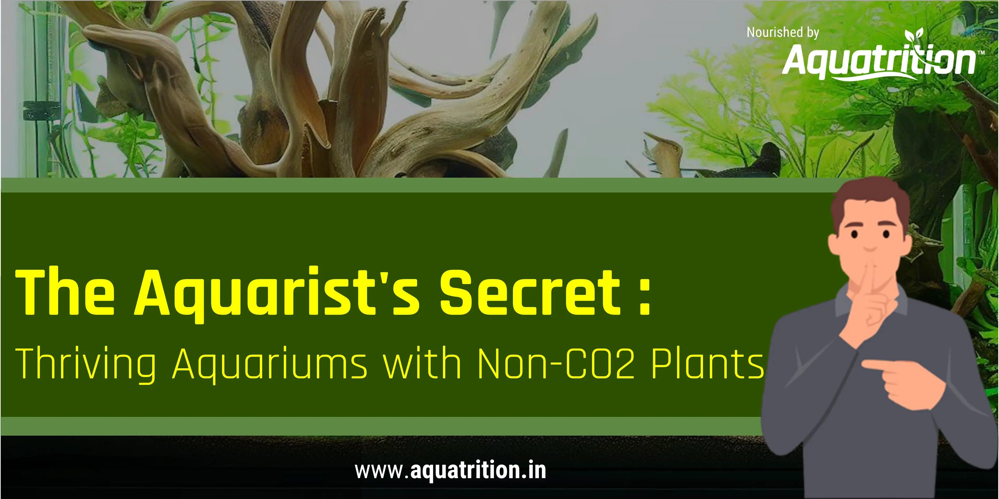 Master NonCO2 Aquarium Plants Optimize with Aquatrition