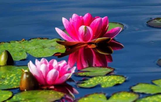 10 plantes aquatiques incontournables pour votre bassin