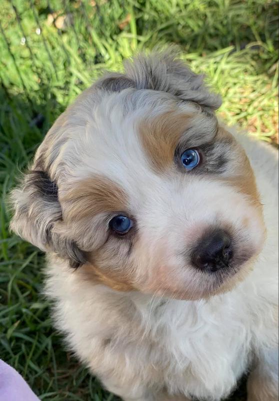 Zedric Australian Shepherds