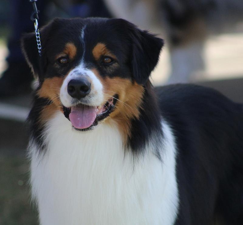 Zedric Australian Shepherds