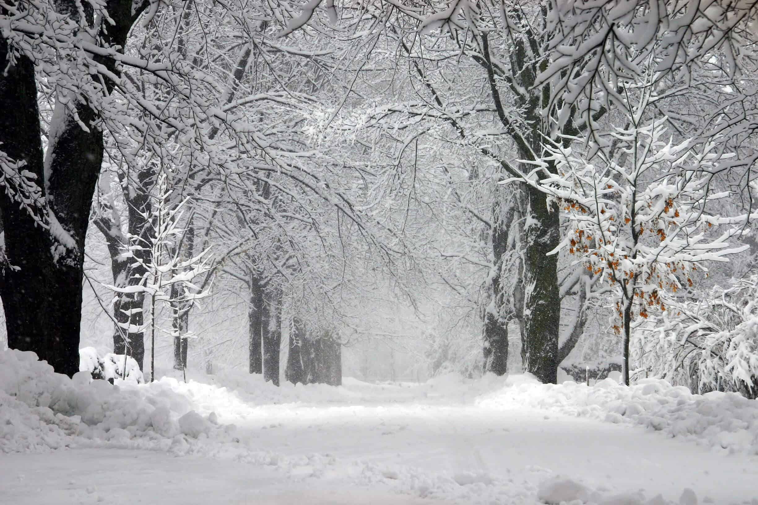 How to Protect Your Trees in Winter ArborCare