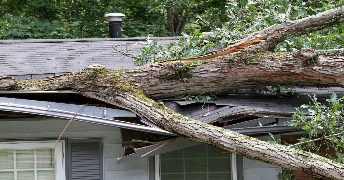 What To Do If A Tree Falls On Your House Arbor City Tree Care
