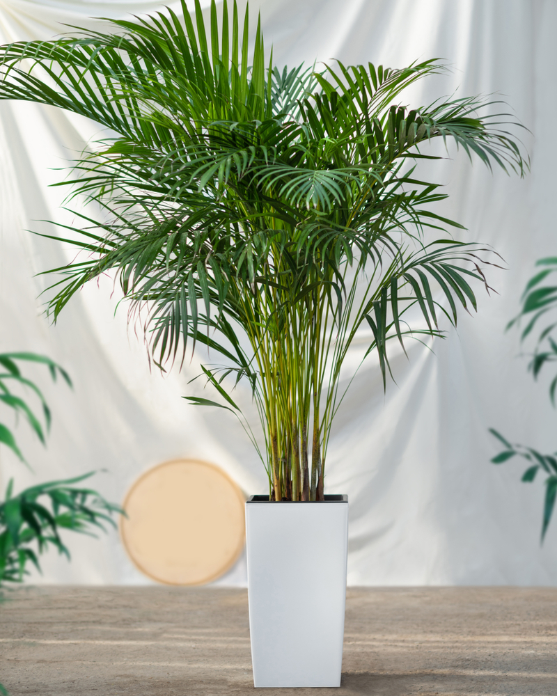 Trees For Pots Cane Palm Arbor Operations