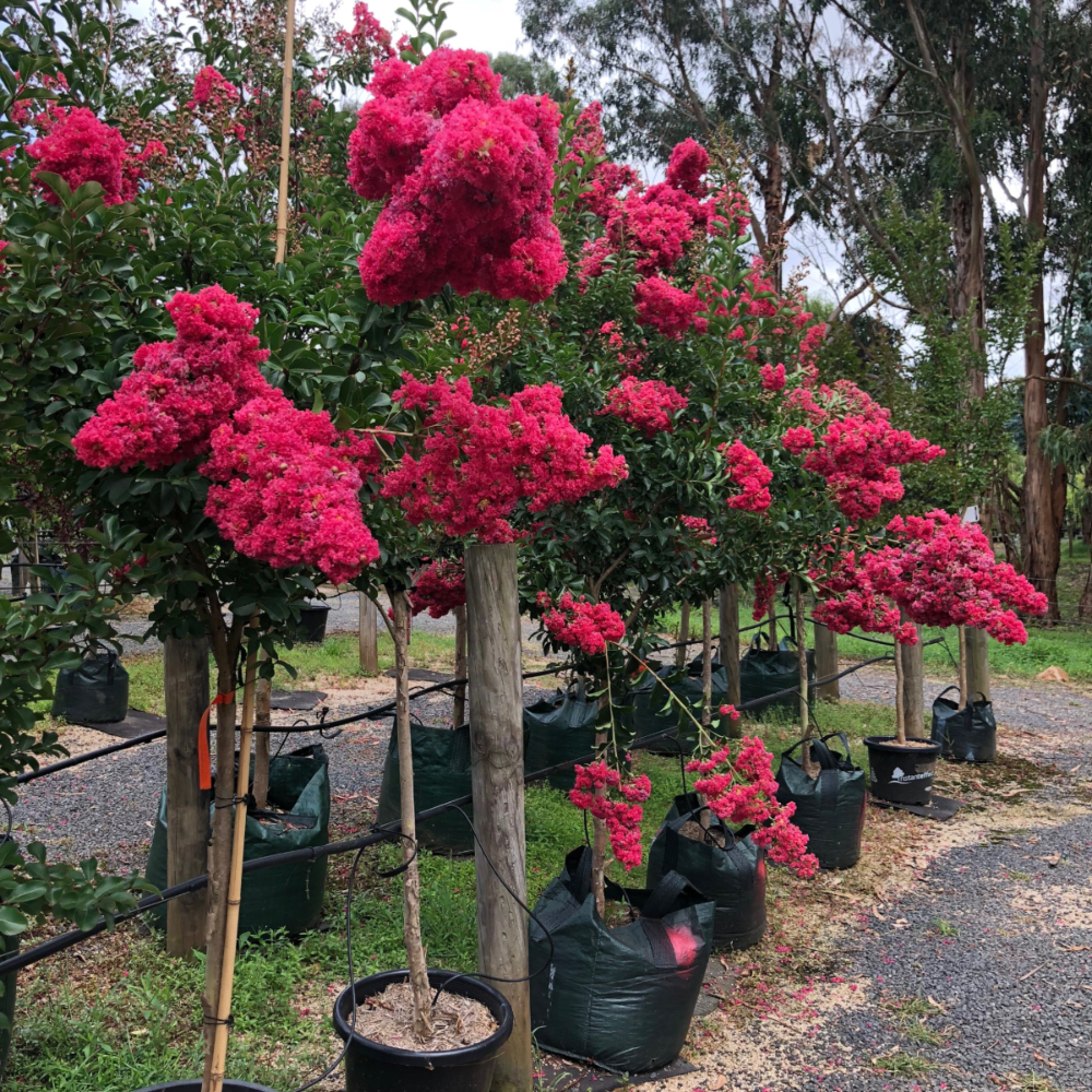 The 18 Best Trees For Pots In Australia [+Images]