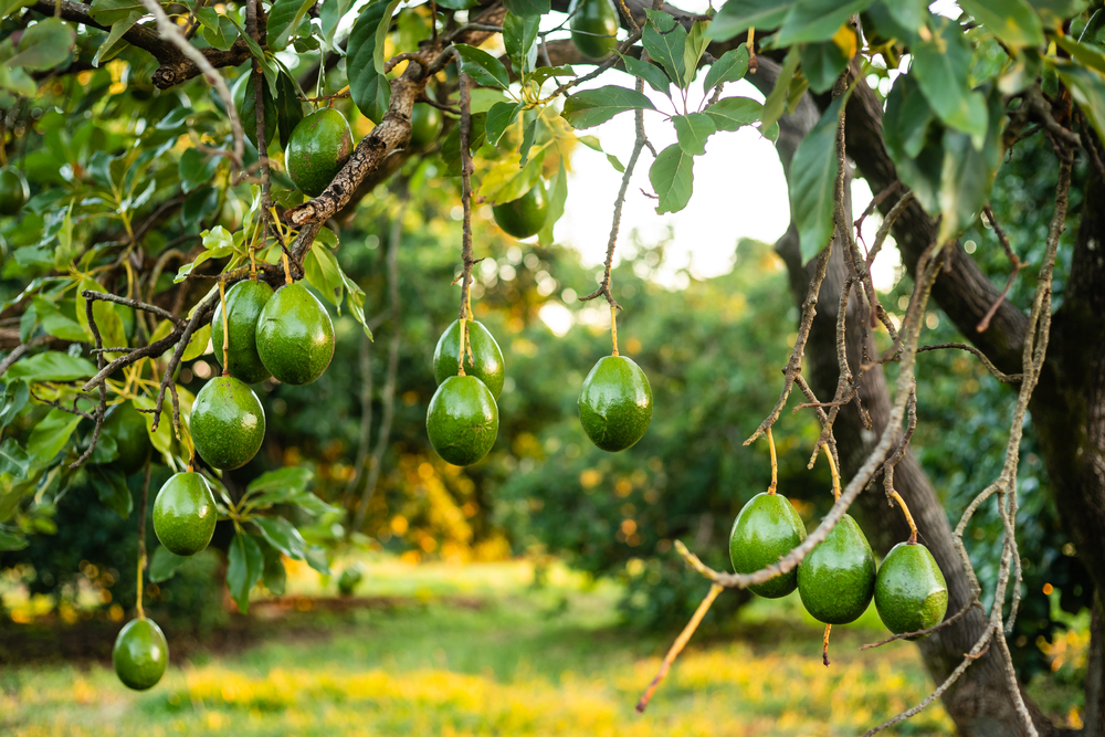 22 Of The Very Best Australian Fruit Trees [Guide + Images]