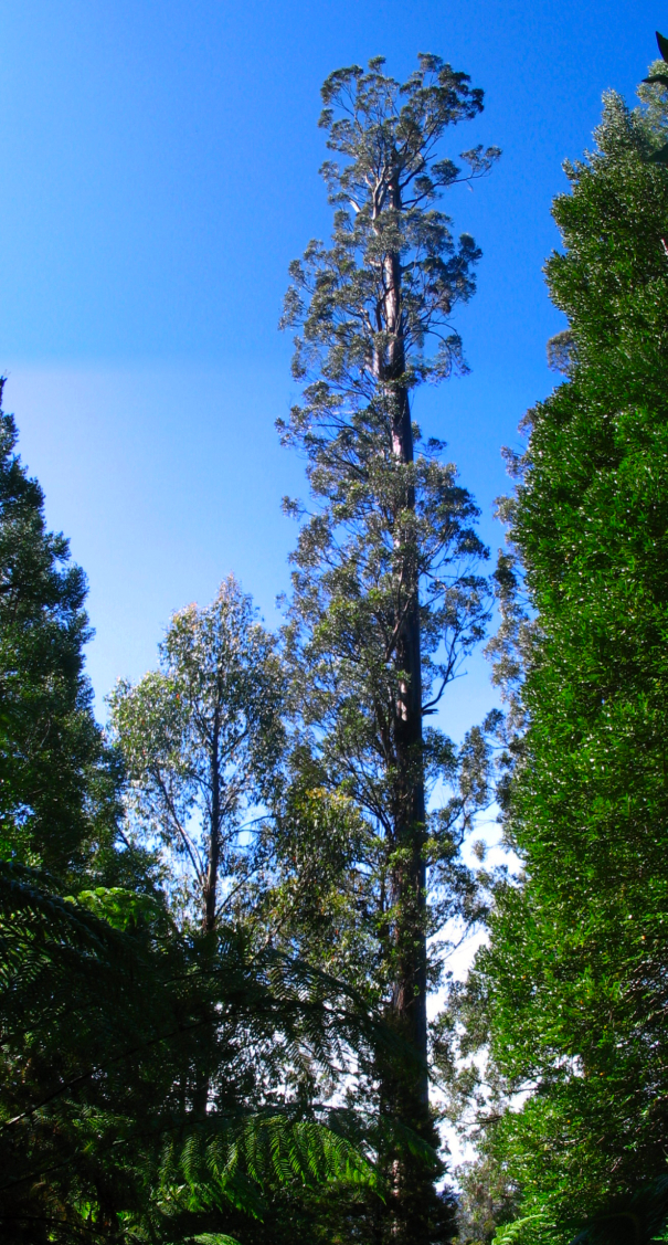 The 27 Tallest Trees In The World Huge Trees + Images