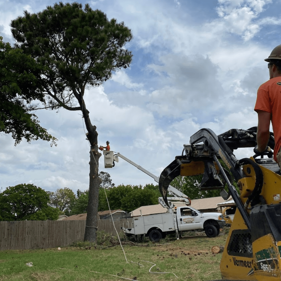 Home Arborscapes Tree Service