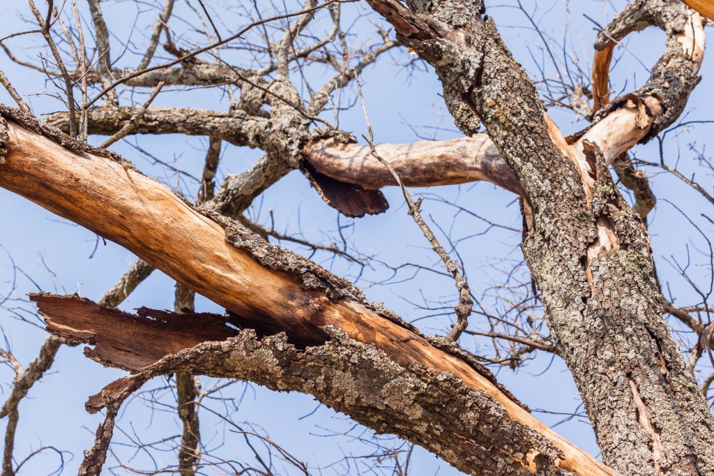 How to Save a Dying Tree The Steps to Take ArborTech Tree Service