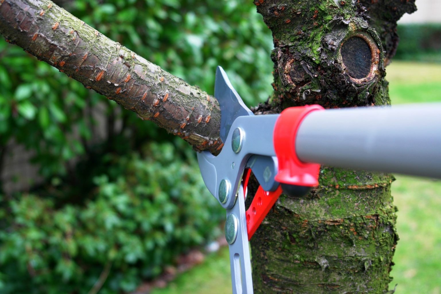 How to Trim Trees the Right Way A Complete Guide ArborTech Tree Service