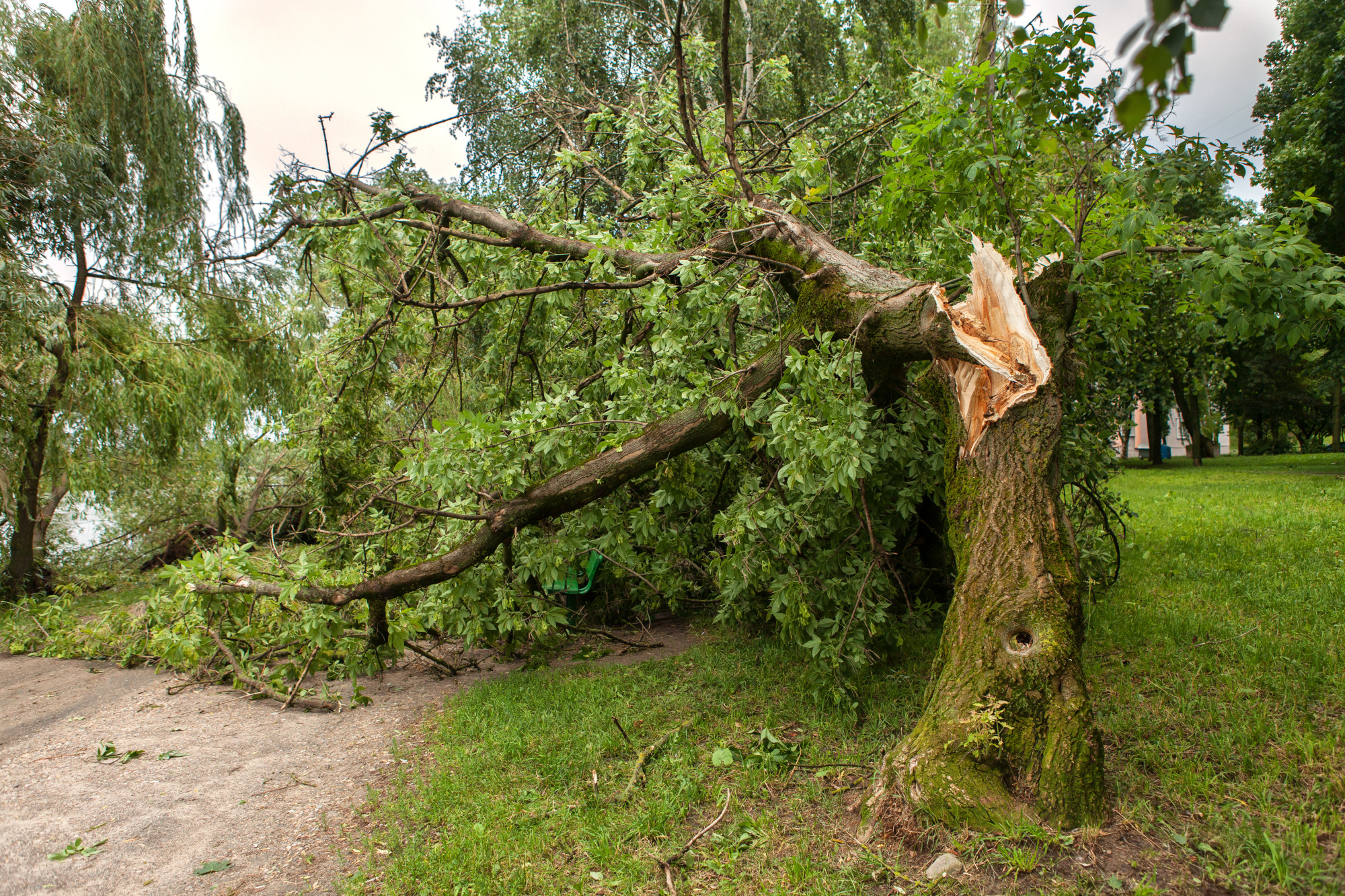 What Does It Mean If A Tree Falls In Front Of You at Miguel Stanford blog