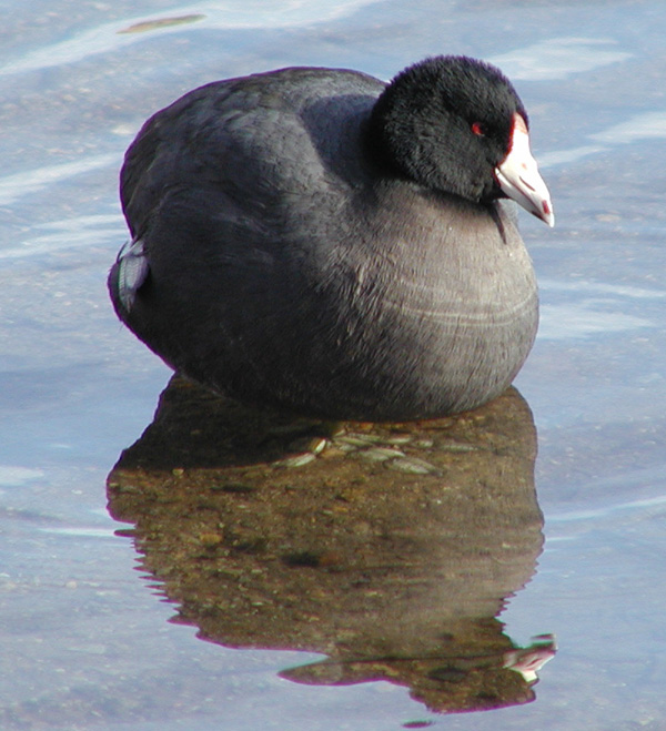 Jamaica Pond Ducks Arbotopia
