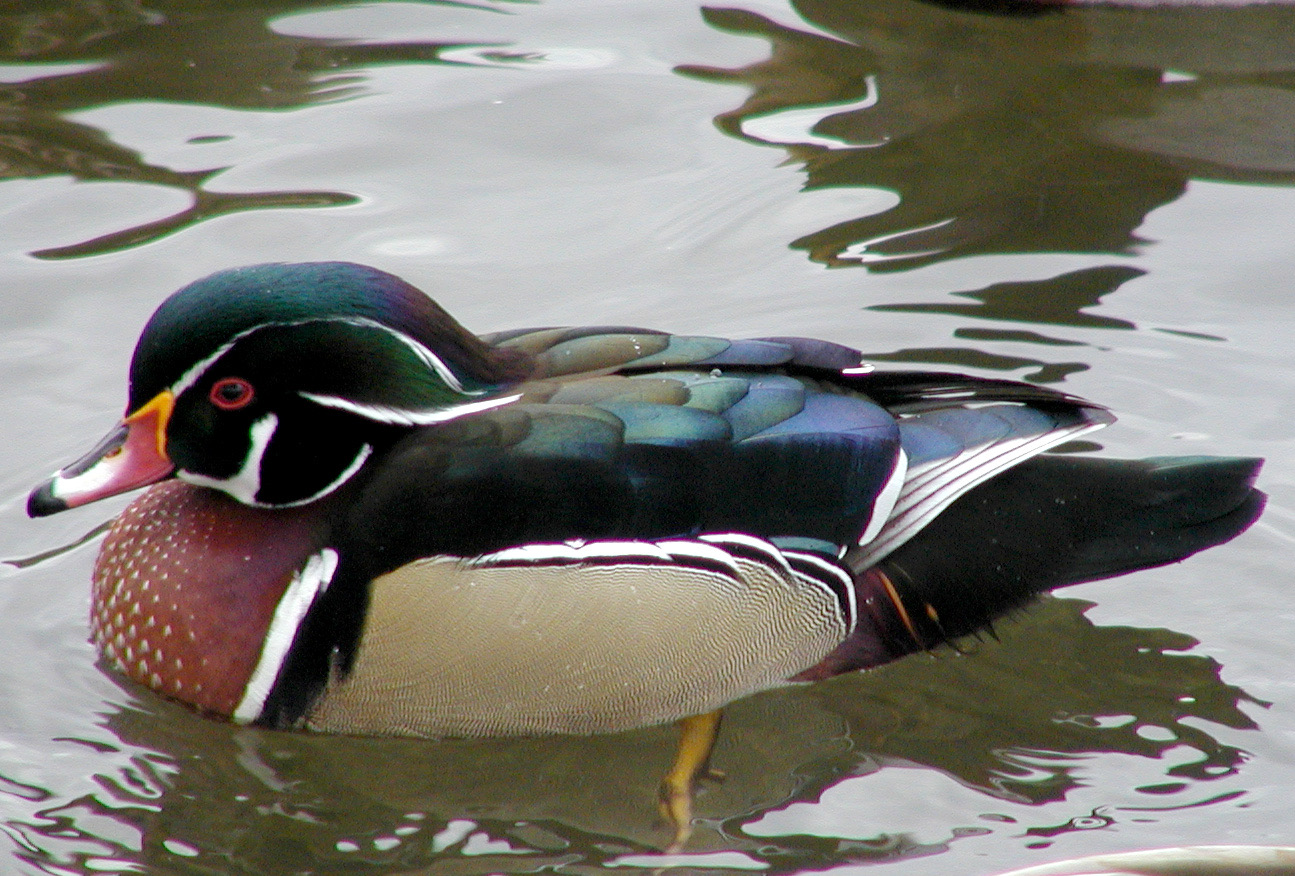 Rare Birds & Odd Ducks at Jamaica Pond Arbotopia