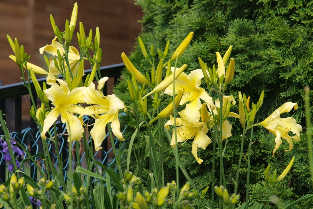 Daylily 'Citron Ribbons'