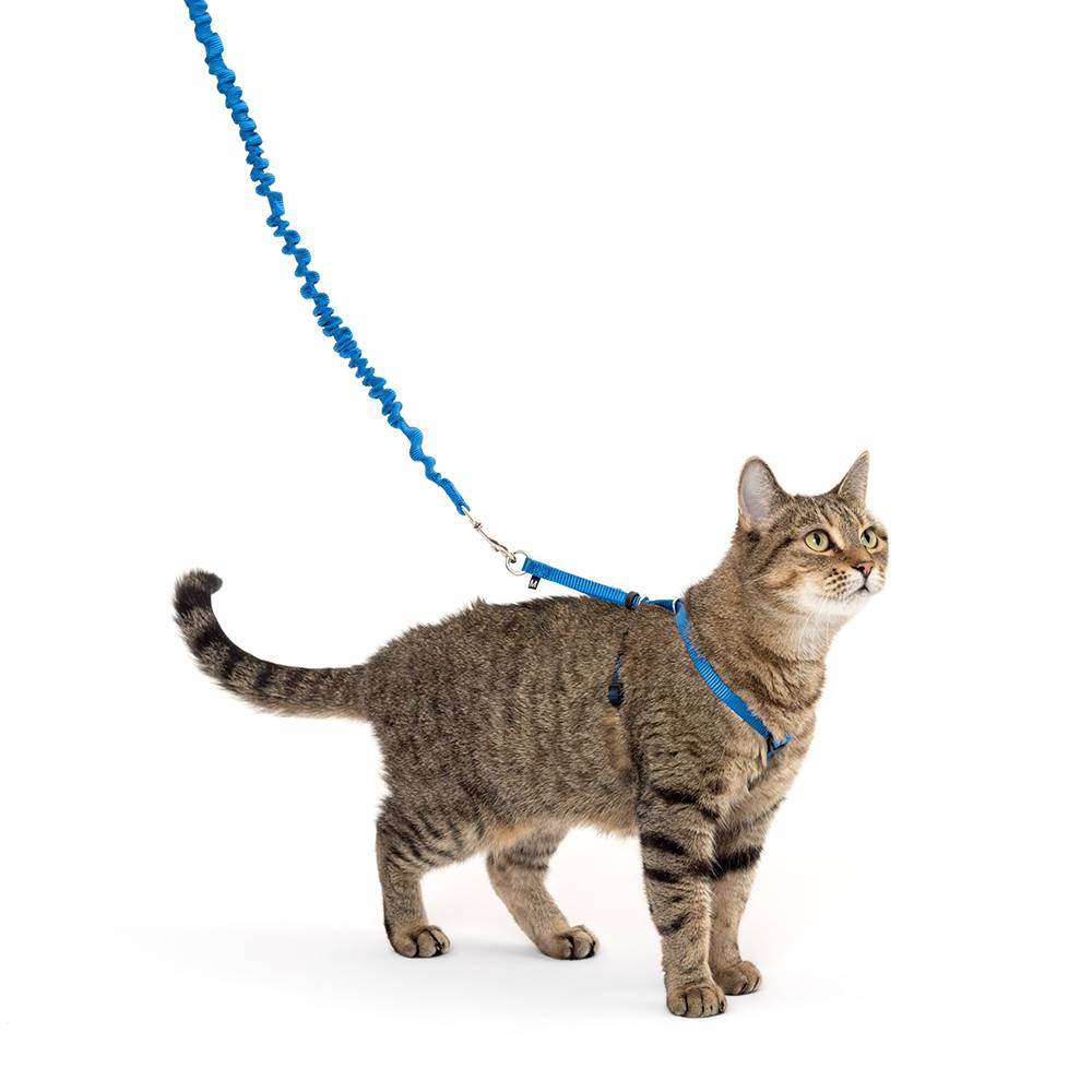 Come With Me Kitty Harness & Bungee Leash Blue Sm