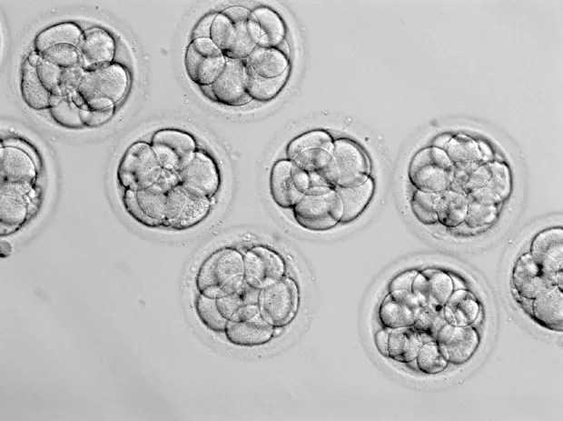 Understanding Embryo Grading ARC Fertility