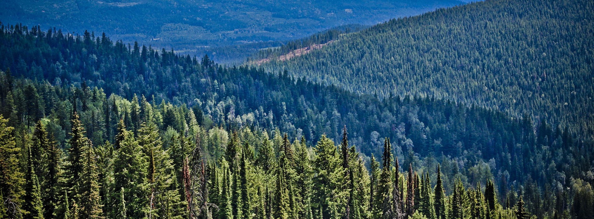 √ Boreal Forest Biome Alumn Photograph