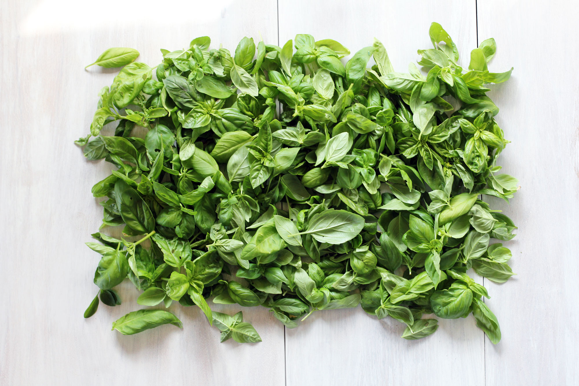 Summer Harvest Basil Pesto archerfriendly