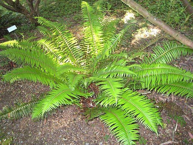 Polystichum munitum Architectural Plants