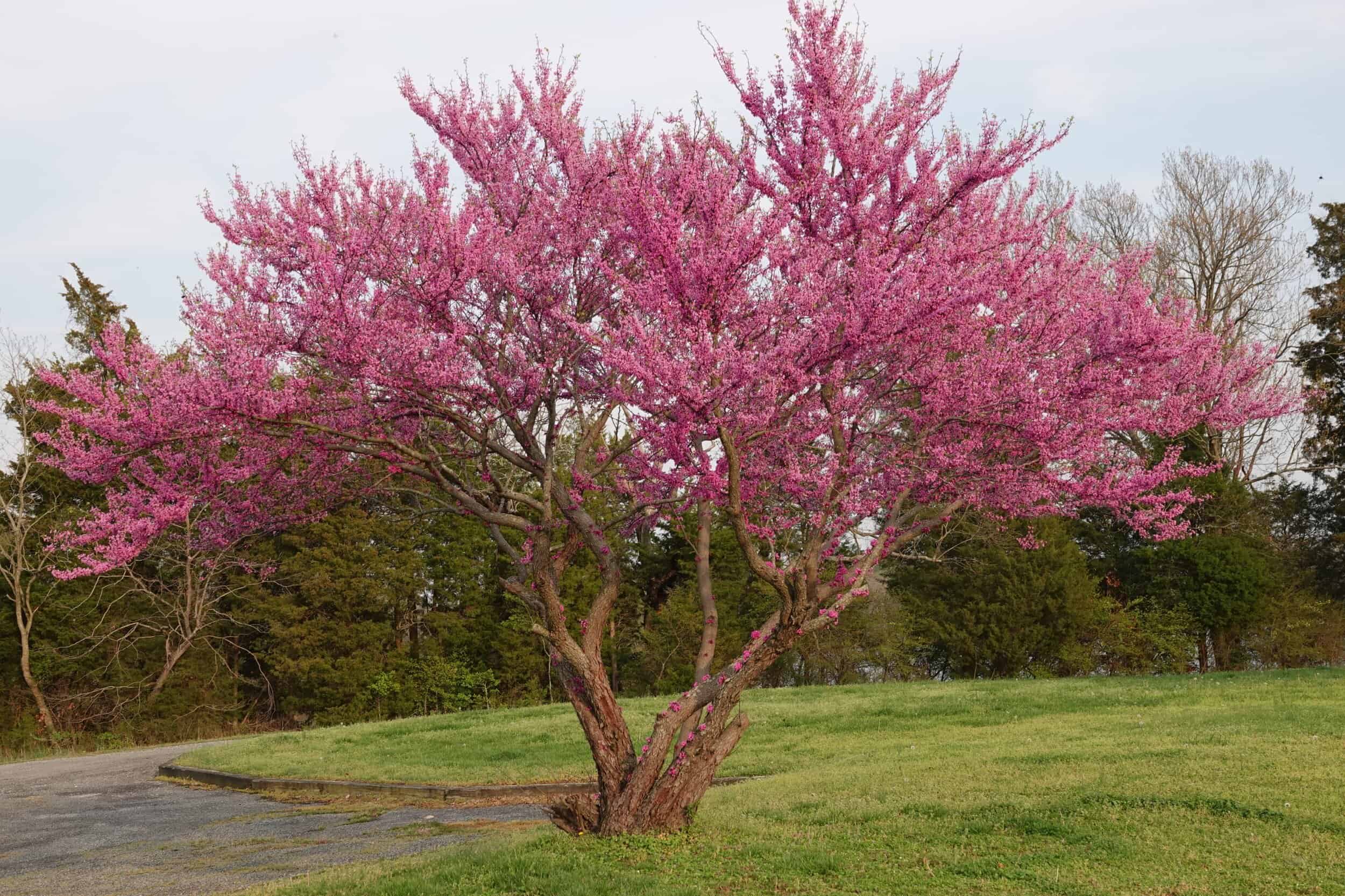 The Best Outdoor Tree Plants for Your Garden Archute