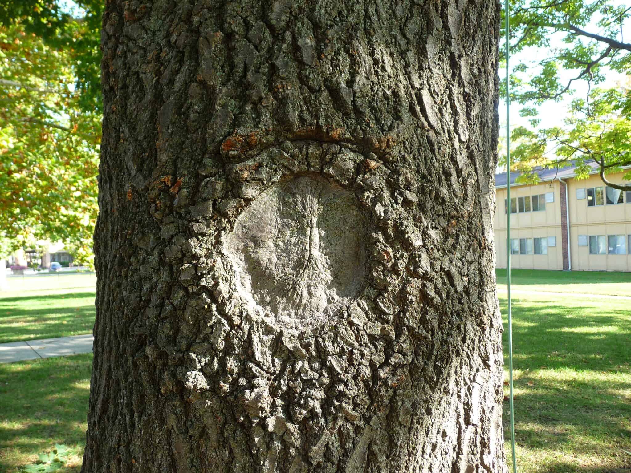 The Best Outdoor Tree Plants for Your Garden Archute