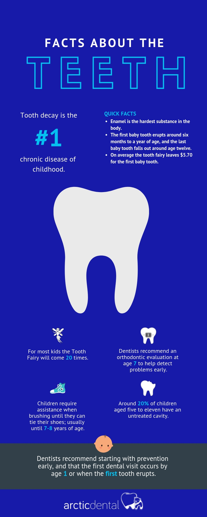 Facts About The Teeth [Infographic] Arctic Dental