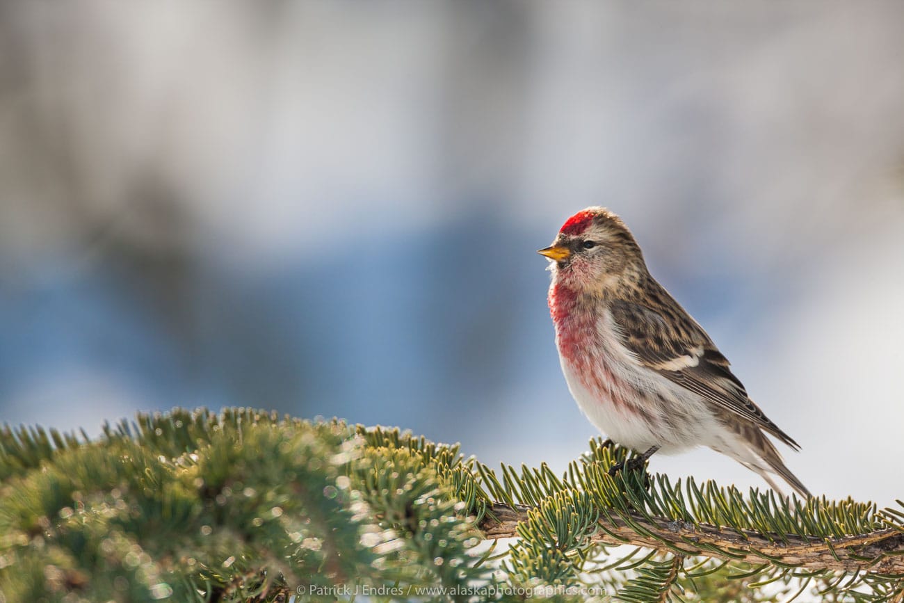Birding in Alaska's Arctic Arctic Getaway