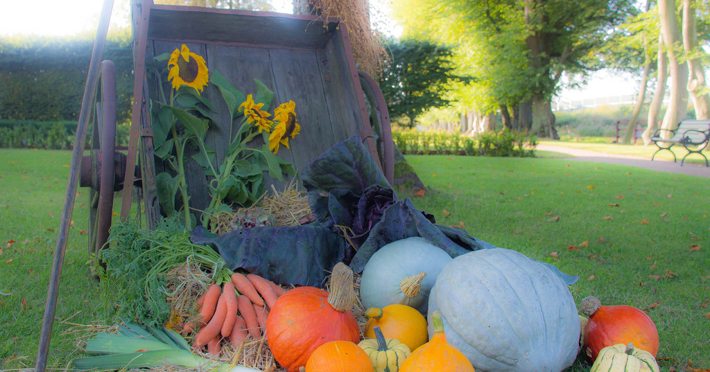 5 Fun Fall Festivals Near Ardmore Ardmore Toyota