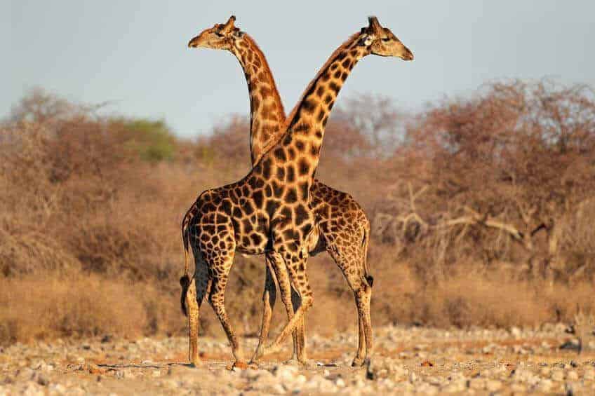 Giraffes in Namibia Namibian Giraffes Namibian Wildlife