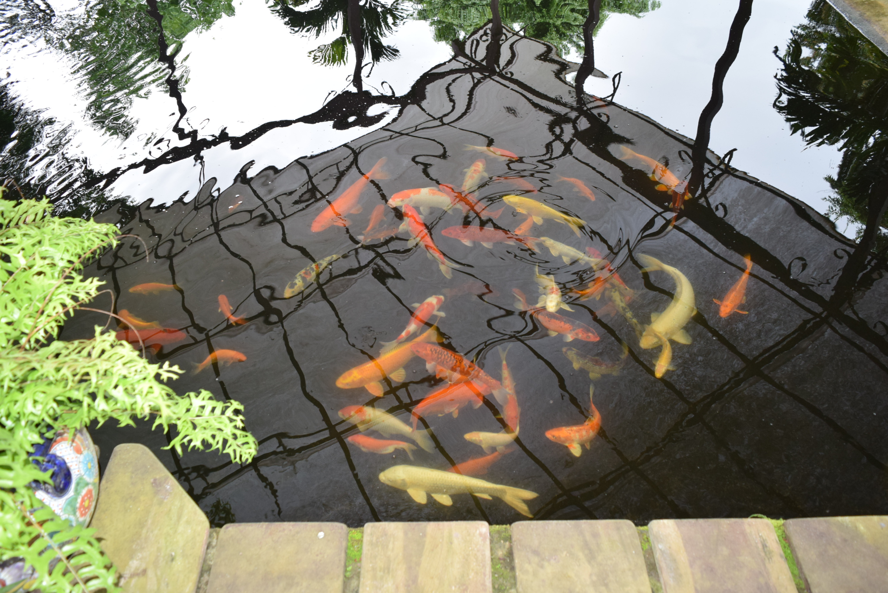 Koi Gardens Estate by the Lake Arenal Guru