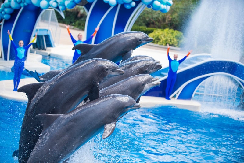 Our Favorite Things to See and Do at Seaworld aRes Travel