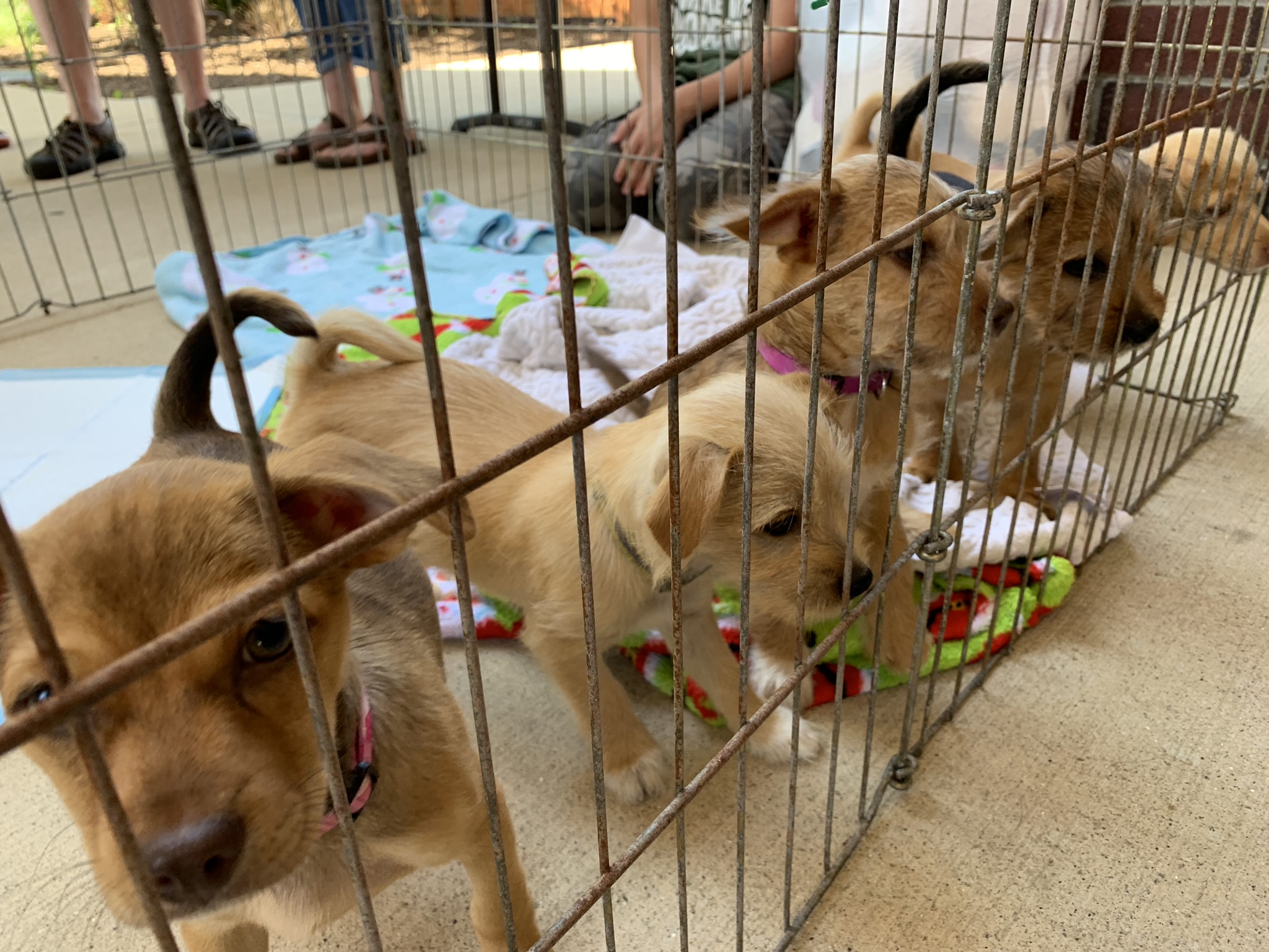 Pet Biography A.R.F.Animal Rescue Foundation