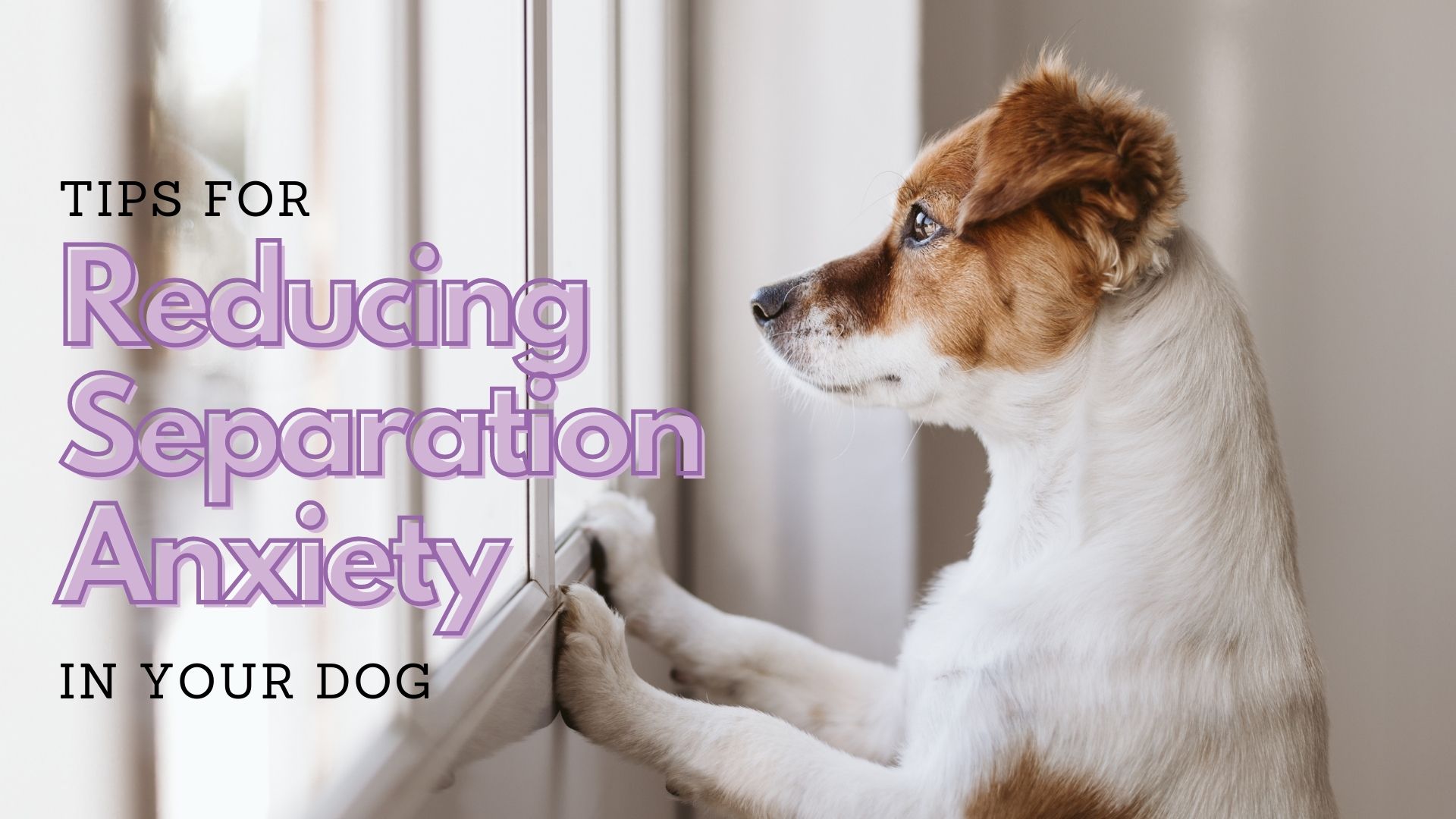 Can Another Dog Help With Separation Anxiety
