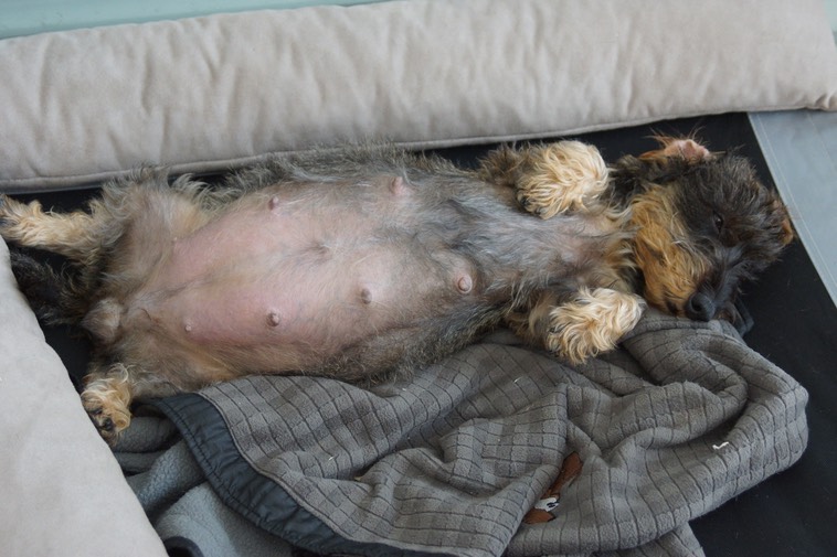 19. August, es geht los! Rauhhaarzwergteckel von den Argoatjägern