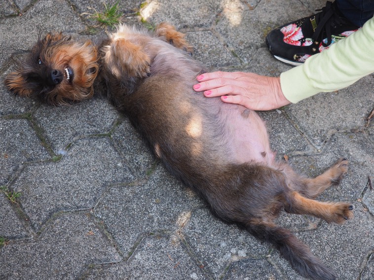 22. September Rauhhaarzwergteckel von den Argoatjägern