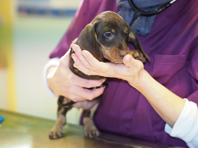 Die Tierärztin wird mal untersucht Rauhhaarzwergteckel von den