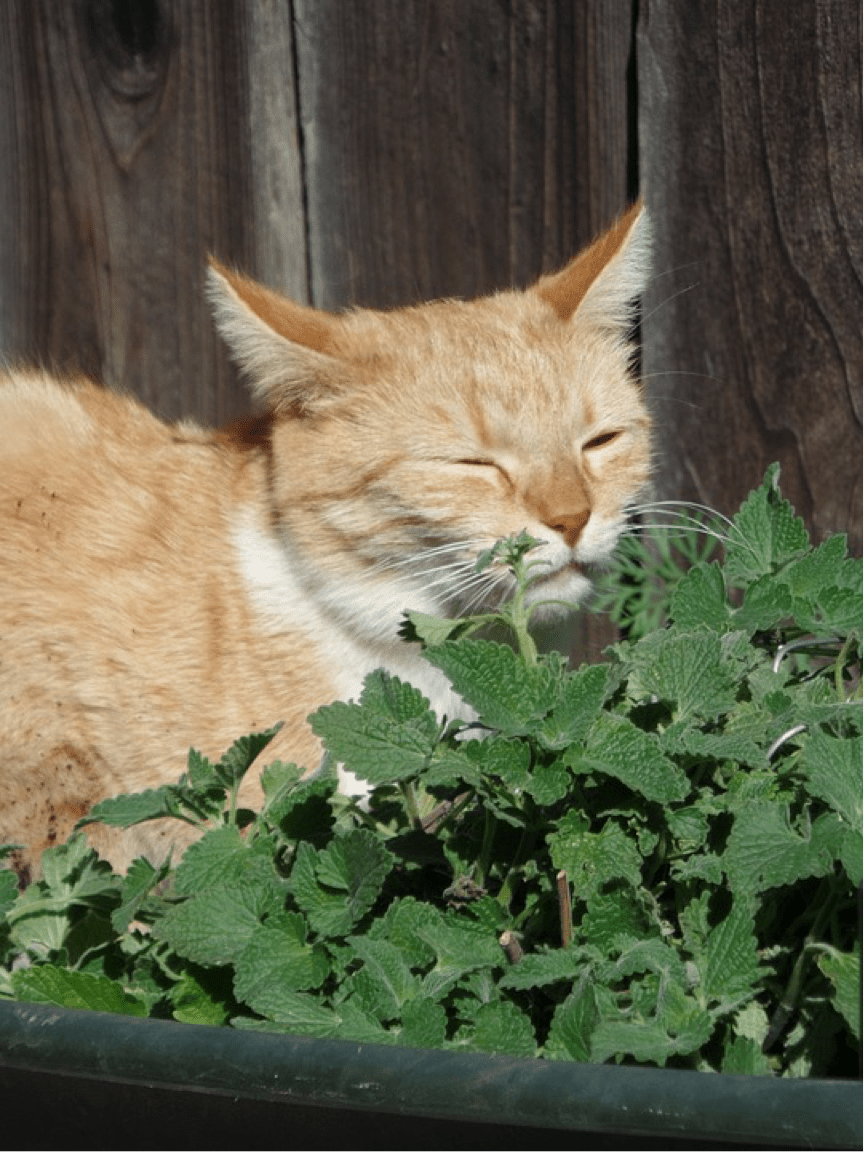 Catnip Everything you need to know Argos Pet Insurance