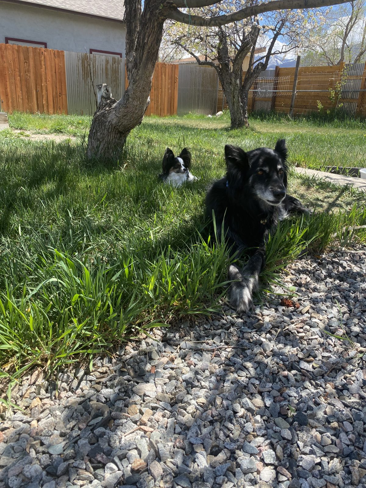 How To Keep Dogs From Tearing Up Yard