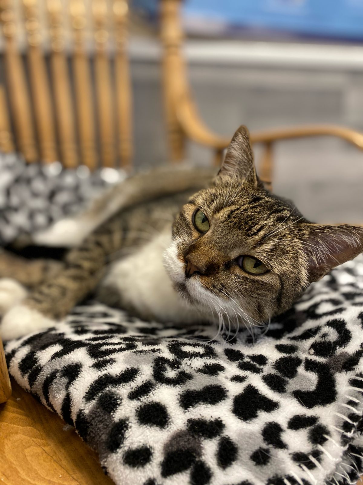 Listen to your Cat ArkValley Humane Society