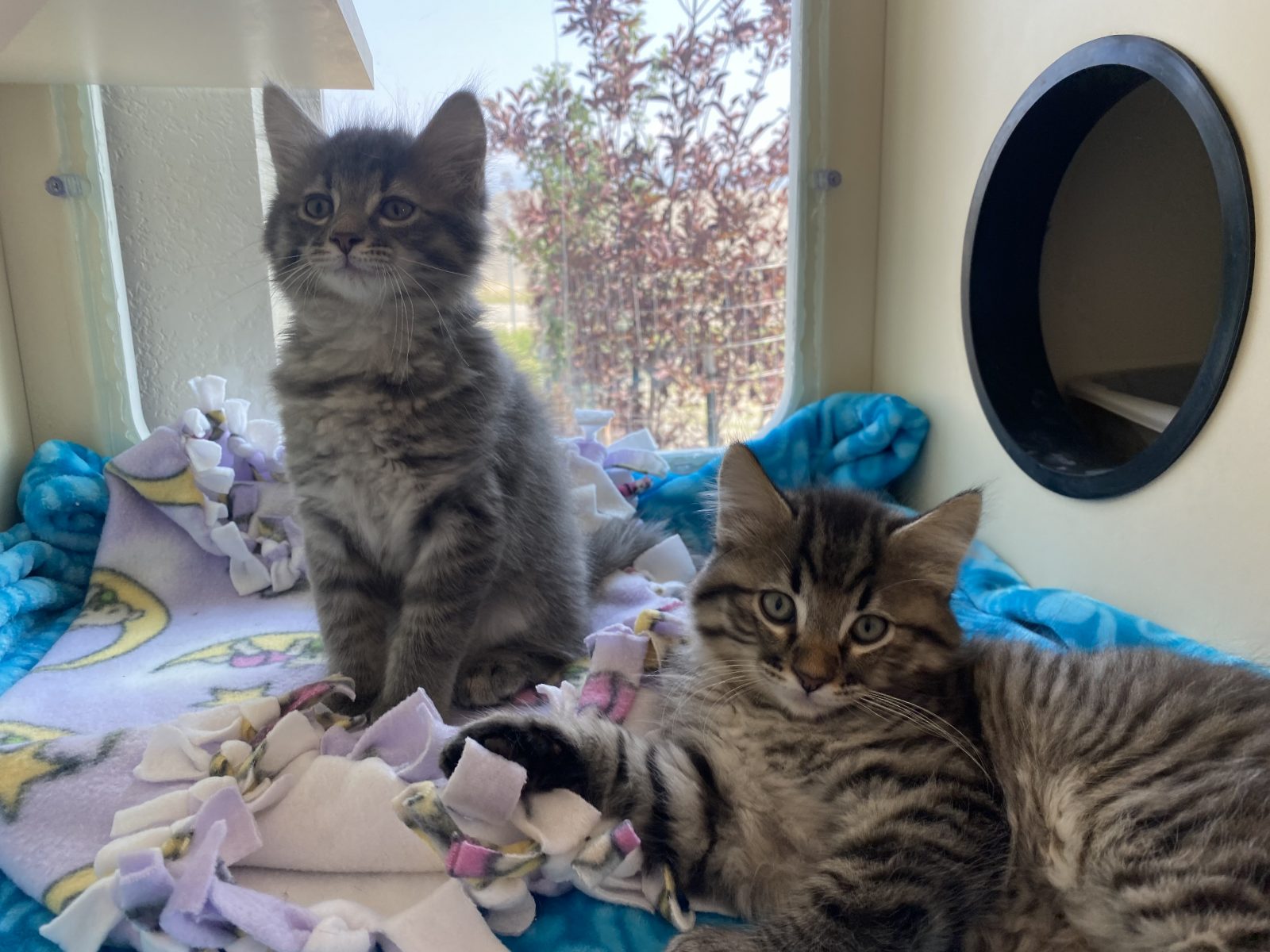 Found Kittens Outside? ArkValley Humane Society