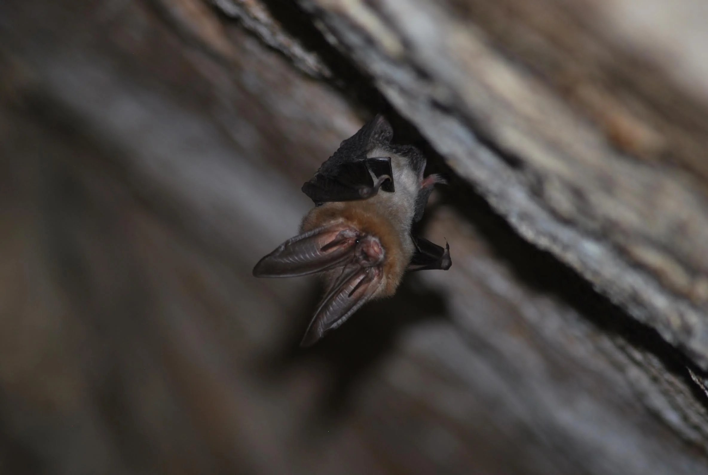 Learn about the bats of Arkansas
